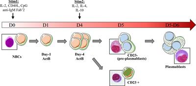 Early Emergence of Adaptive Mechanisms Sustaining Ig Production: Application to Antibody Therapy